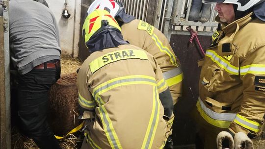Strażacy zostali zadysponowani do pomocy przy podniesieniu konia, jednak akcja została przerwana Strażacy zostali zadysponowani do pomocy przy podniesieniu konia, jednak akcja została przerwana