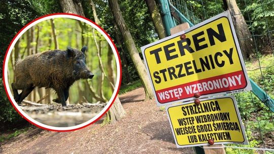 Strzelnica w Koźlu i wypłoszone dziki. Są działania odstraszające i odstrzał zwierząt