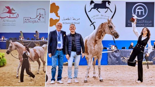 Światowa elita koni arabskich - Piernat z Zakrzowa w gronie najlepszych w Aachen. ZDJĘCIA