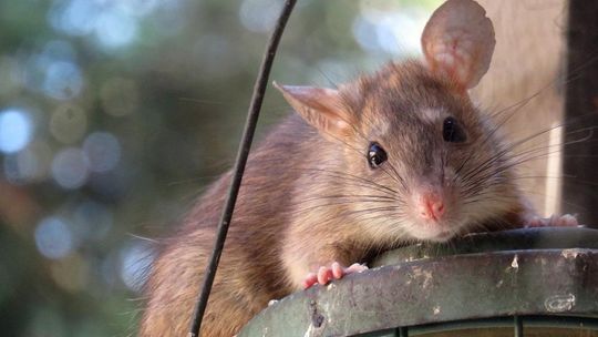 Szczury coraz bardziej dają się we znaki