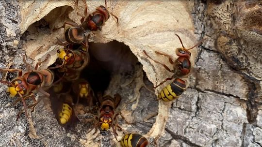 Szerszenie przy ulicy Żabienieckiej. Lepiej uważać! FILM