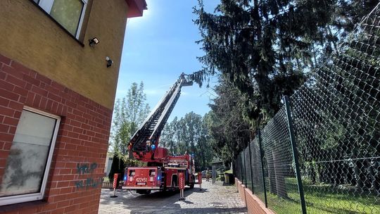 Szerszenie w bursie. Na miejscu interweniowali strażacy