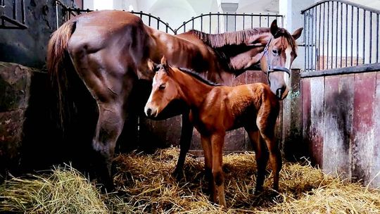 Szukamy imienia dla źrebięcia z Koźla! Lukrecja, Leia, Lampka, a może Lika?
