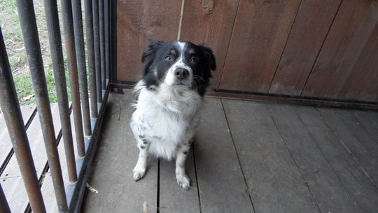 Gmina Ozimek będzie przekazywać bezpańskie psy do schroniska w Kędzierzynie