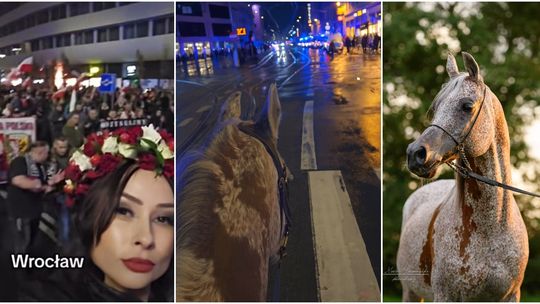 "To nie tylko koń. To symbol odwagi i spokoju". Piernat na czele Marszu Niepodległości we Wrocławiu