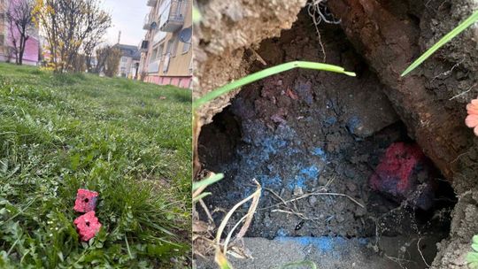 Trutka na szczury porozrzucana na osiedlu Zachód w Koźlu. Mieszkańcy alarmują Trutka na szczury porozrzucana na osiedlu Zachód w Koźlu. Mieszkańcy alarmują