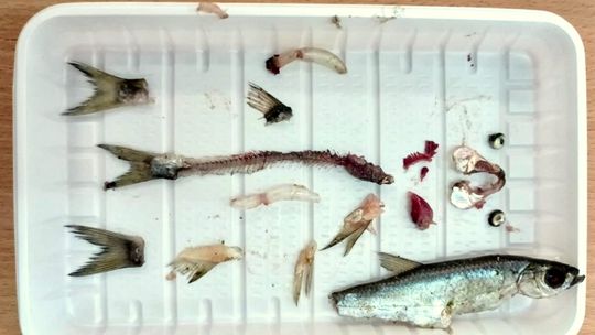 Uczniowie kozielskiego ogólniaka przeprowadzili sekcję ryby