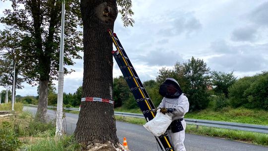Usuwanie gniazd szerszeni na drzewach przy ulicy Żabienieckiej. ZDJĘCIA i FILM