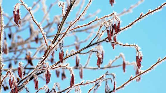 UWAGA! IMGW wydał ostrzeżenie meteorologiczne o przymrozkach