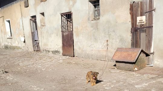 W czasie upałów zwierzęta cierpią tak samo jak my. Organizacje prozwierzęce apelują o empatię