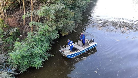 W Kanale Gliwickim od wczoraj nie znaleziono śniętych ryb W Kanale Gliwickim od wczoraj nie znaleziono śniętych ryb