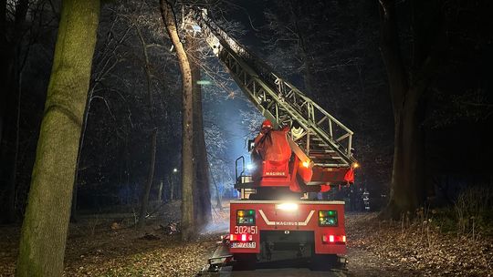 W kozielskim parku paliło się drzewo. Interweniowali strażacy