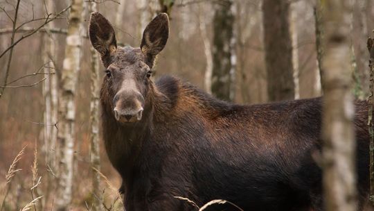 W lesie na os. Azoty pojawił się…łoś. To prawdziwa sensacja
