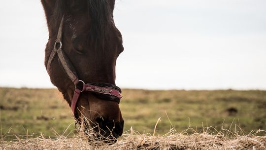 Warsztaty ekologiczne w stadninie koni. Ilość miejsc ograniczona
