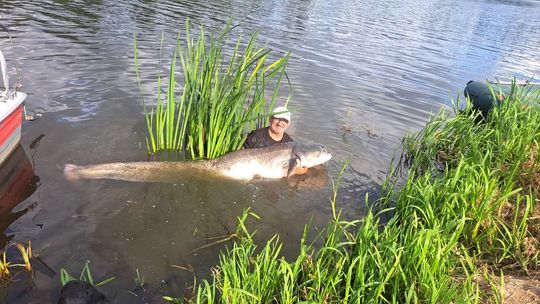 Wędkarz złowił na kozielskim odcinku Odry prawdziwe monstrum. ZDJĘCIA
