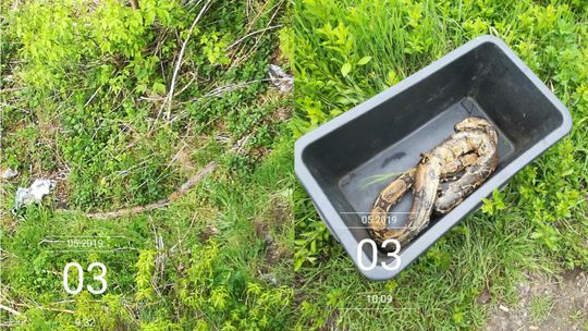 Wędkarze znaleźli boa dusiciela przy Kanale Gliwickim