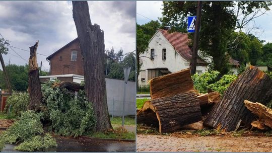 Wiatr powalił uschnięte drzewo na Wróblewskiego. Pozostałe drzewa też mogą zagrażać bezpieczeństwu