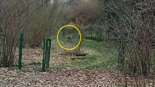 Wilk pojawił się w kozielskim parku WIDEO