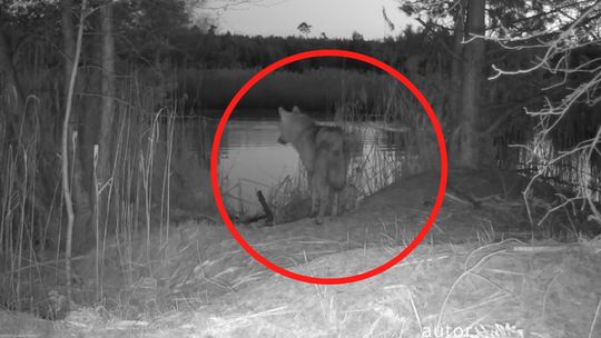 Wilk zarejestrowany w Dziergowicach. Zobaczcie niesamowite nagranie z serca dzikiej natury. WIDEO