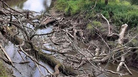 Wody Polskie deklarują podjęcie działań na Bierawce. Zator na rzece zniknie po żniwach