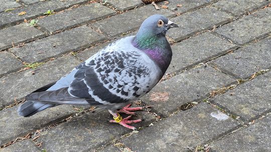 Wycieńczony gołąb pocztowy nie miał siły dalej lecieć. Znalazł opiekę w Koźlu i Reńskiej Wsi