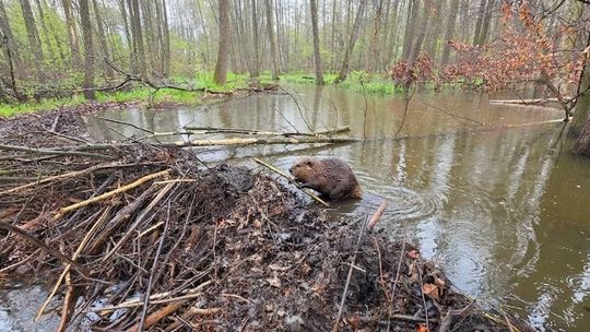 Wyjątkowa aktywność bobrów w Nadleśnictwie Kędzierzyn. ZDJĘCIA