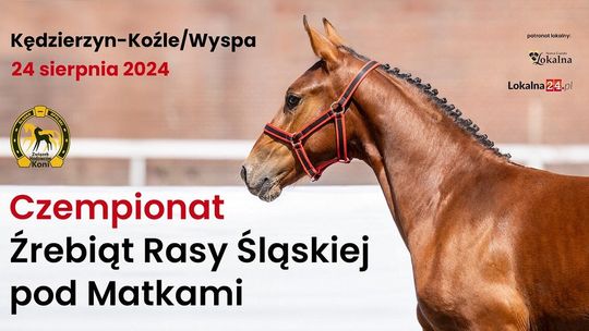 Wyjątkowe święto konia rasy śląskiej na kozielskiej wyspie