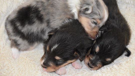 Wyrok za utopienie ośmiu szczeniaków w Kanale Gliwickim