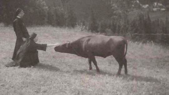 Zakonnice i byczek Zakonnice i byczek