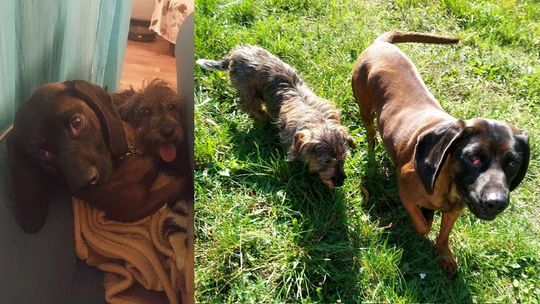 Zaniedbane psy trafiły pod opiekę OTOZ Animals. Potrzebują leczenia i nowego domu