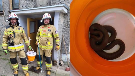 Zaskroniec w piwnicy domu mieszkalnego. Interweniowali strażacy Zaskroniec w piwnicy domu mieszkalnego. Interweniowali strażacy