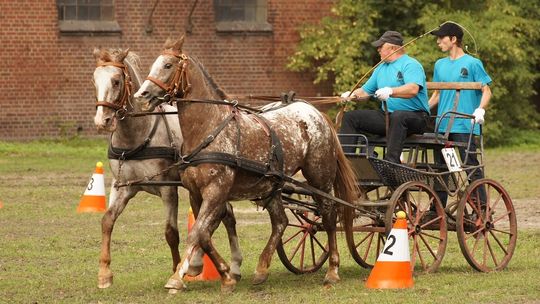 Zawody w powożeniu i czempionat źrebiąt rasy śląskiej w Koźlu