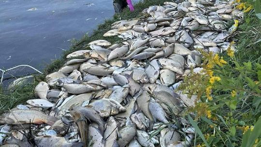 Ze zbiornika Dzierżno Duże wyłowiono już około ok. 101.460 kg śniętych ryb