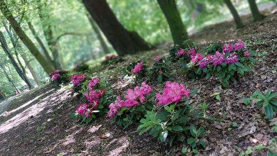 Zielone inwestycje w Kędzierzynie-Koźlu. Miasto stawia na parki i bioróżnorodność