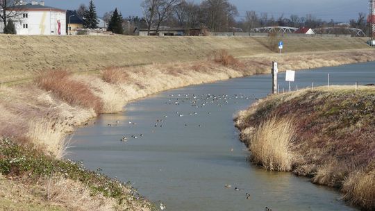 Zimowe Ptakoliczenie w Kędzierzynie-Koźlu w najbliższą niedzielę