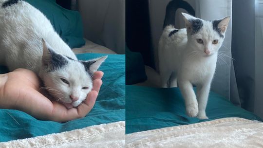 Znaleziono małego kotka. Teraz poszukiwany jest właściciel