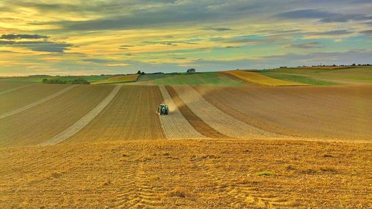 Żniwa bez rekordów. Plony, koszty produkcji i zmiany na polach w powiecie kędzierzyńsko-kozielskim