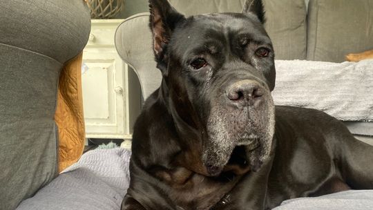 Zora walczy z guzem mózgu. Właścicielka prosi o pomoc w uratowaniu ukochanego psa