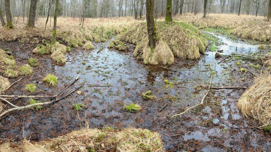 Źródlisko w Nadleśnictwie Kędzierzyn. To tu rodzą się rzeki. ZDJĘCIA