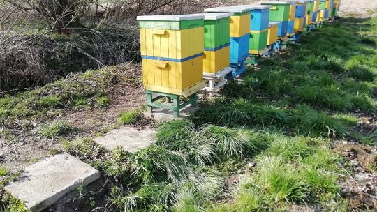 Zuchwała kradzież uli