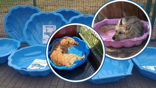 Zwierzęta ze schroniska mają swój "aquapark". Specjalne baseniki przydadzą się w upalne dni