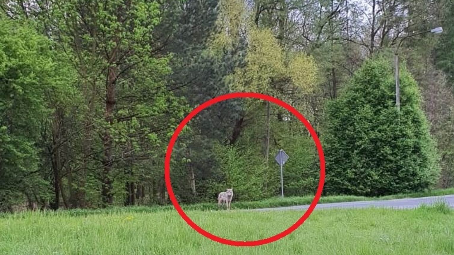 W Okolicach Kotlarni Widziano Wilka Nie Ma Powodu Do Obaw w-okolicach-kotlarni-widziano-wilka-nie-ma-powodu-do-obaw