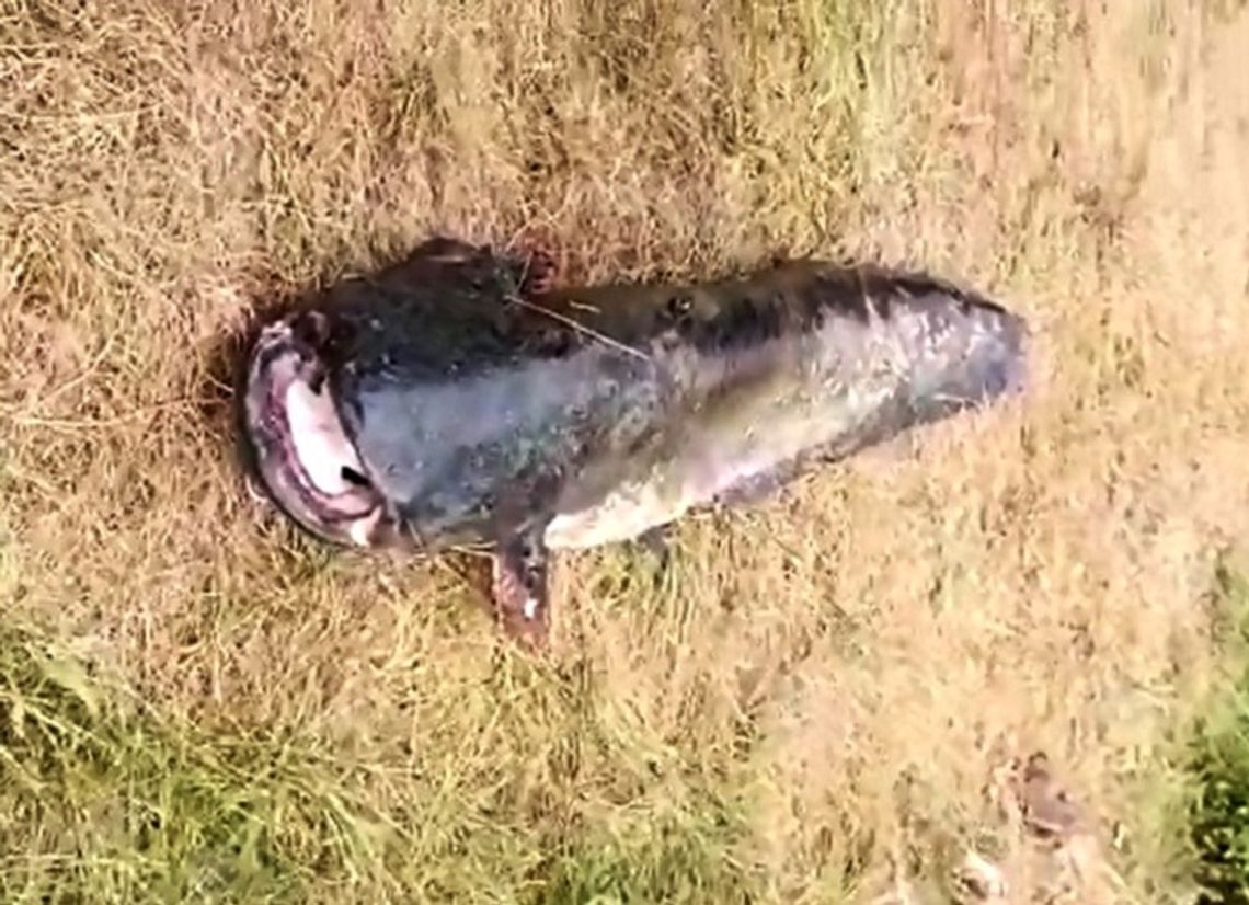 Ale monstrum!!! Kozielski sum waży około 100 kilogramów! ZDJĘCIA Ale monstrum!!! Kozielski sum waży około 100 kilogramów! ZDJĘCIA