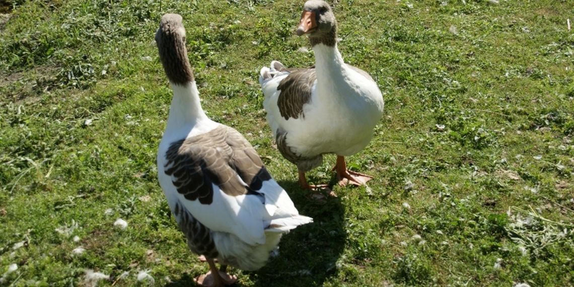Apel do mieszkańców powiatu: zgłaszajmy martwe ptaki Apel do mieszkańców powiatu: zgłaszajmy martwe ptaki