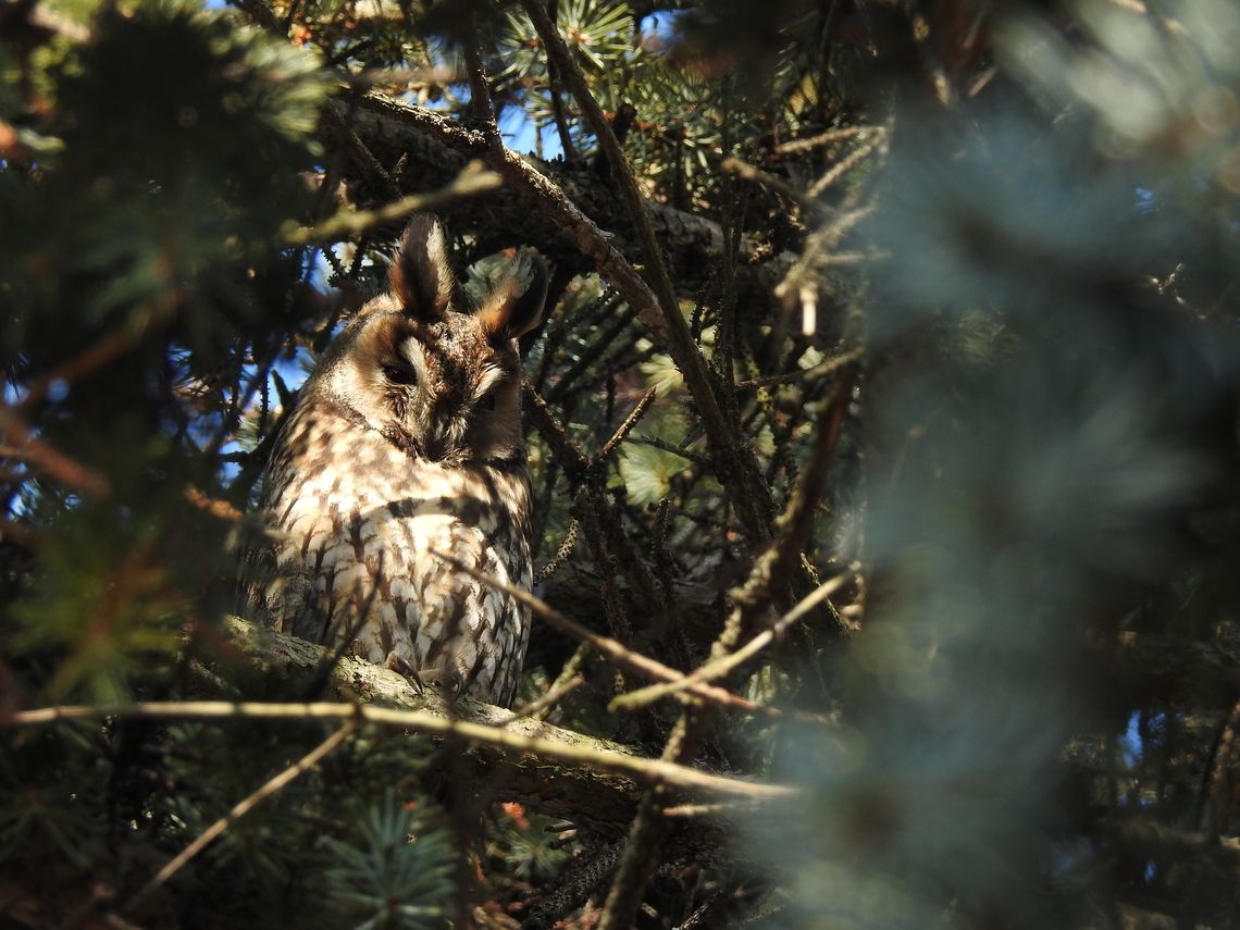 Będzie okazja, aby zobaczyć na żywo sowy żyjące w naszym mieście Będzie okazja, aby zobaczyć na żywo sowy żyjące w naszym mieście