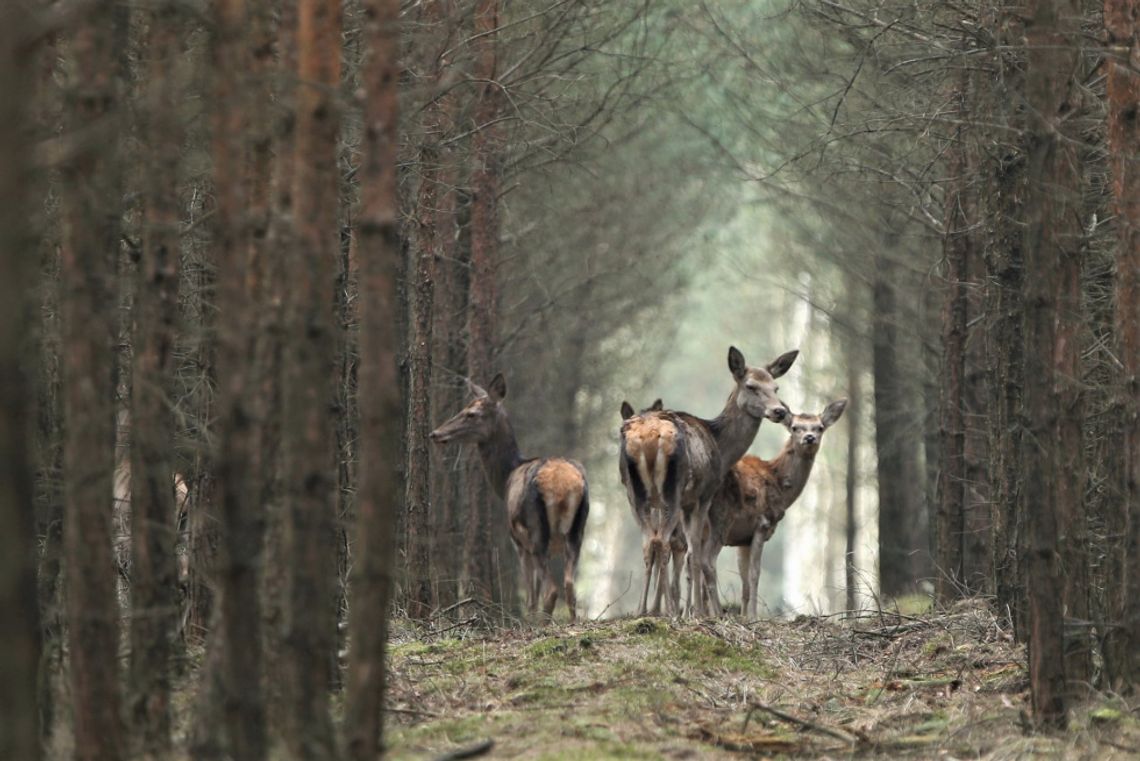 Bliskie spotkania „piątego stopnia” w kędzierzyńskich lasach. Dzikie zwierzęta coraz mniej płochliwe?