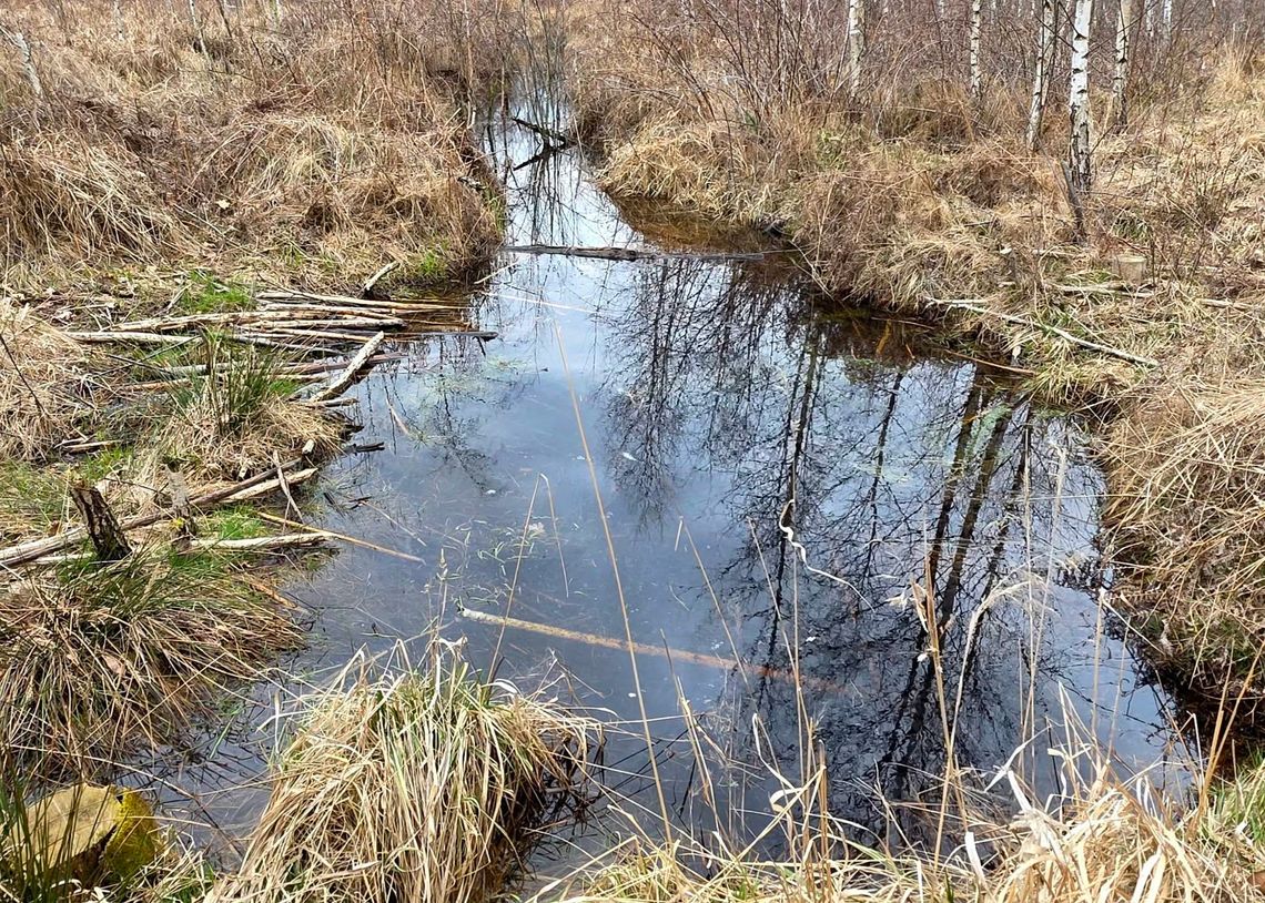 Bobry w akcji. Leśniczy aż zaniemówił. ZDJĘCIA Bobry w akcji. Leśniczy aż zaniemówił. ZDJĘCIA