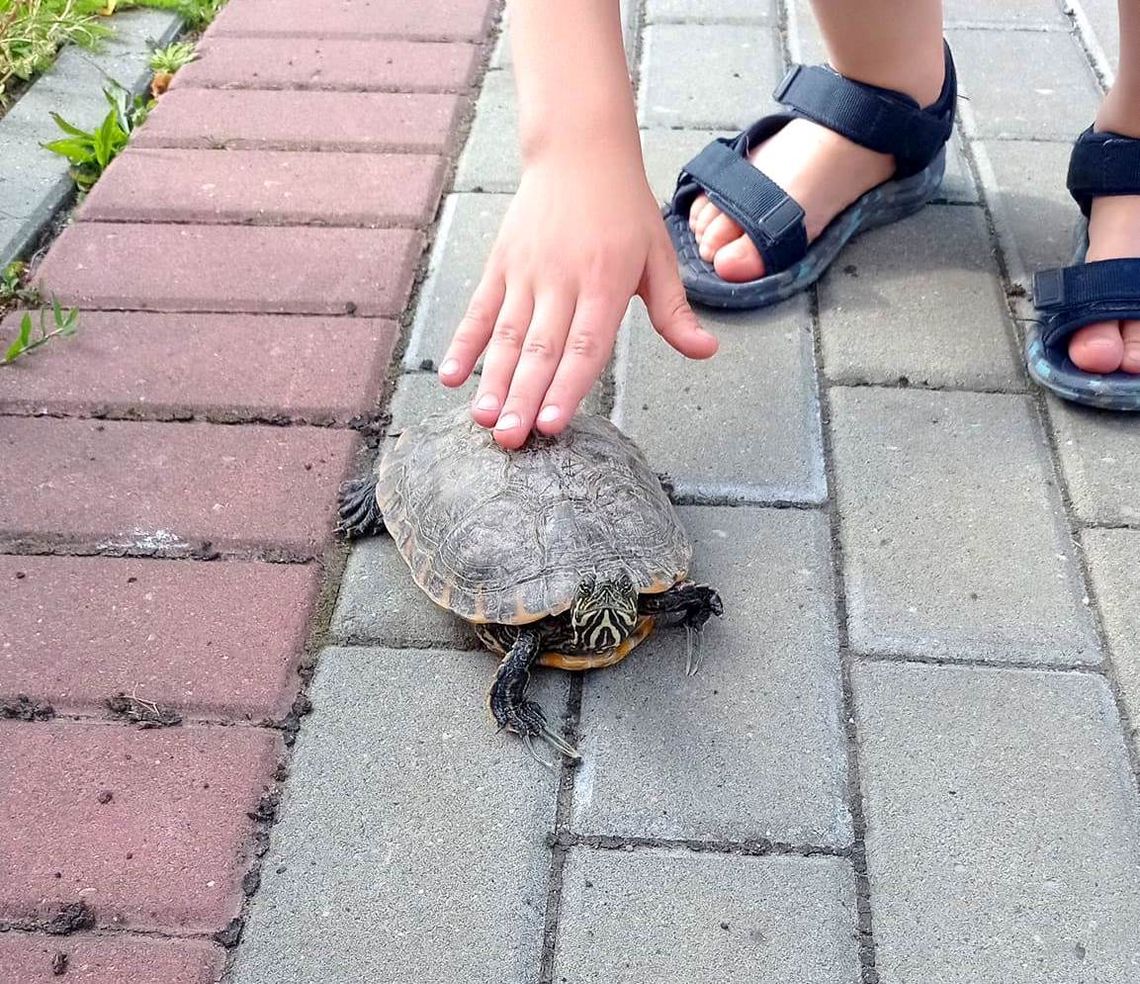 Brawurowa ucieczka żółwia zakończona happy endem