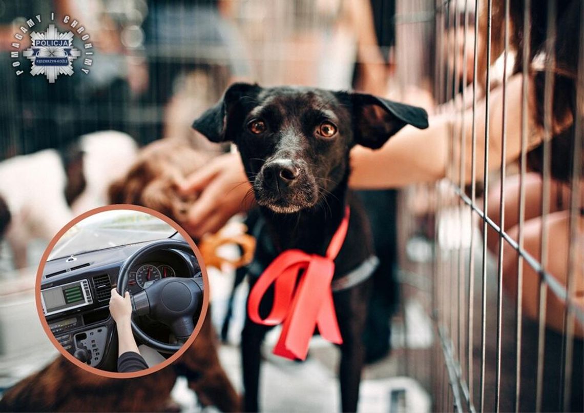 Chciał adoptować psa, a stracił prawo jazdy. 52-latek przyjechał do schroniska pijany