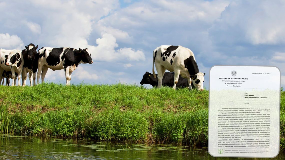 Choroba niebieskiego języka w powiecie - weterynaria ostrzega hodowców